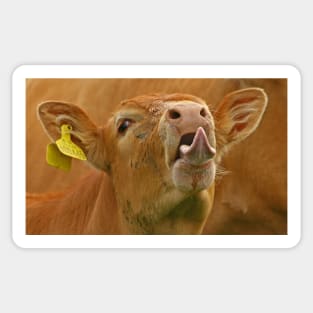 Cheeky Cow! Sticker